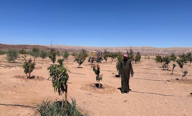 Agriculture Minister reviews year of development achievements in Sinai