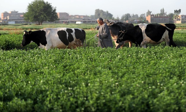 Minister of Agriculture: Food security a pillar of Egypt’s national security
