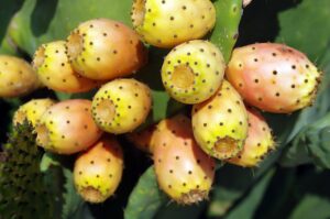 Prickly Pear Pads