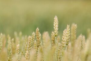 Wheat