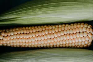 Maize