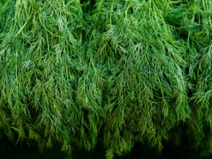 Dill