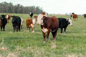 Cows