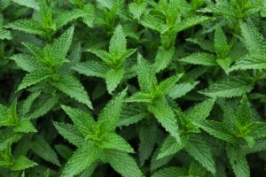 Spearmint