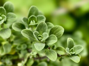Marjoram