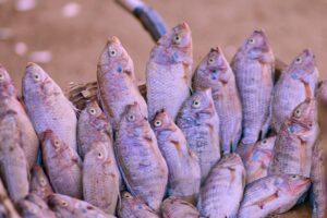 Red Tilapia