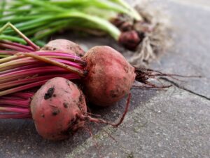 Sugar Beet