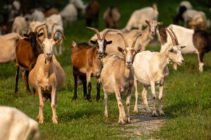 Goats