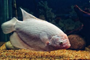Tilapia