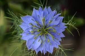 Nigella Seeds