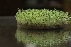 Alfalfa
