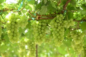table grapes