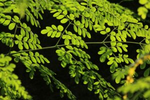 Moringa
