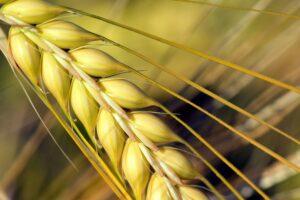Barley