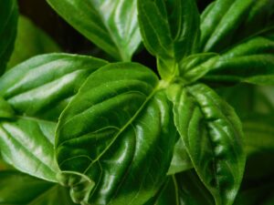 Basil