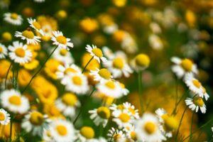 Chamomile