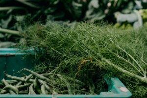 Fennel